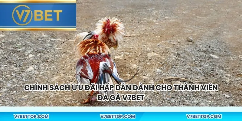 Chính sách ưu đãi hấp dẫn dành cho thành viên đá gà V7BET