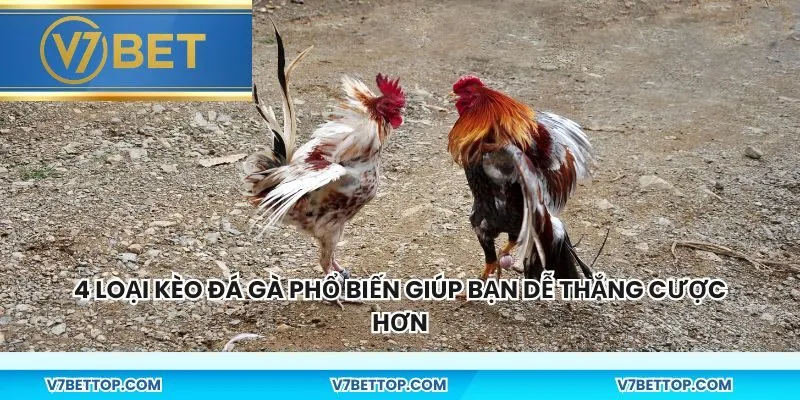 4 loại kèo đá gà phổ biến giúp bạn dễ thắng cược hơn