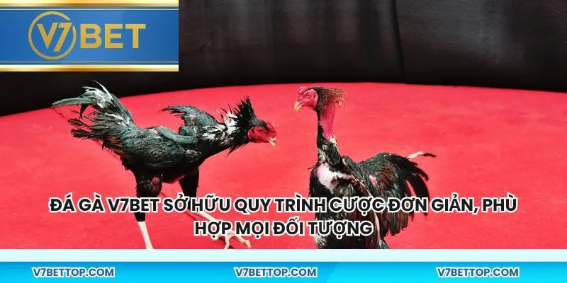 Đá gà v7bet sở hữu quy trình cược đơn giản, phù hợp mọi đối tượng